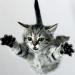 Складная клетка котоловка 76*28,5*30 см. Кошколовка. Клетка для ловли кошек и котов. в магазине Altsvetspb.ru